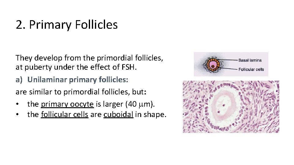 2. Primary Follicles They develop from the primordial follicles, at puberty under the effect