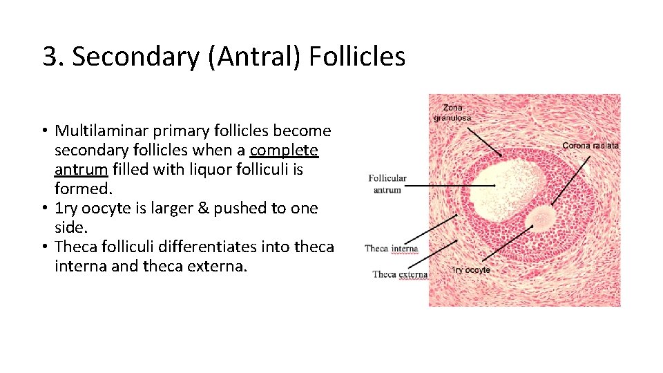 3. Secondary (Antral) Follicles • Multilaminar primary follicles become secondary follicles when a complete