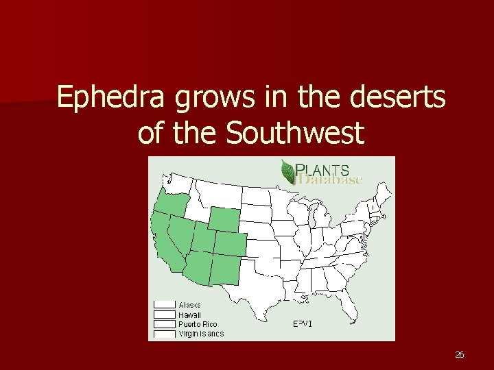 Ephedra grows in the deserts of the Southwest 26 