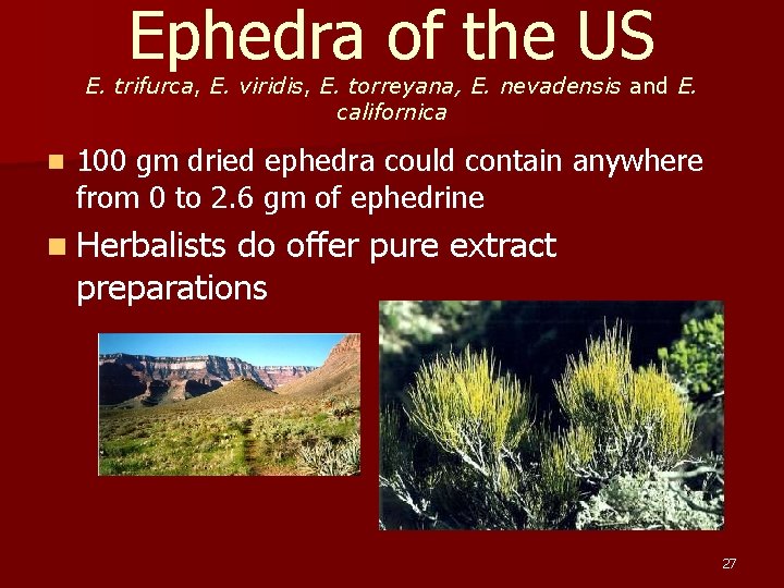 Ephedra of the US E. trifurca, E. viridis, E. torreyana, E. nevadensis and E.