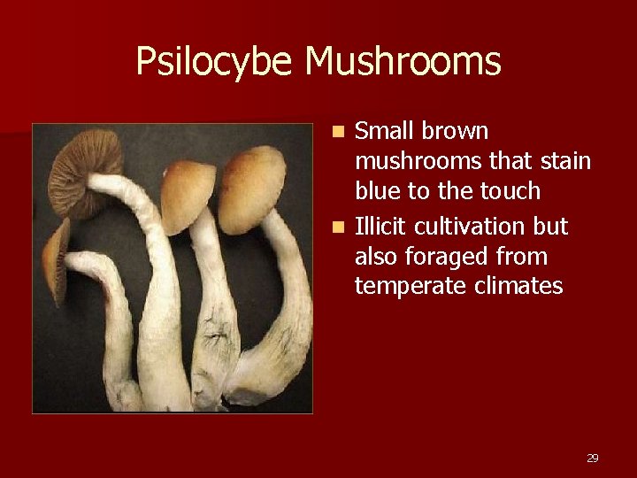 Psilocybe Mushrooms Small brown mushrooms that stain blue to the touch n Illicit cultivation