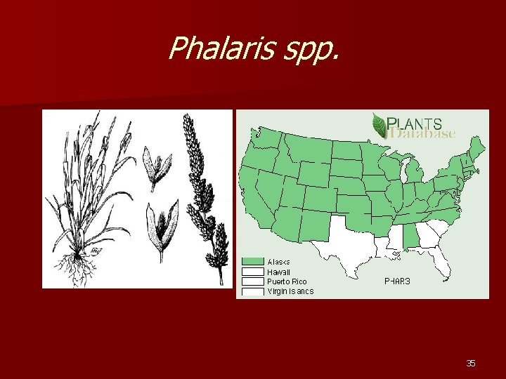 Phalaris spp. 35 