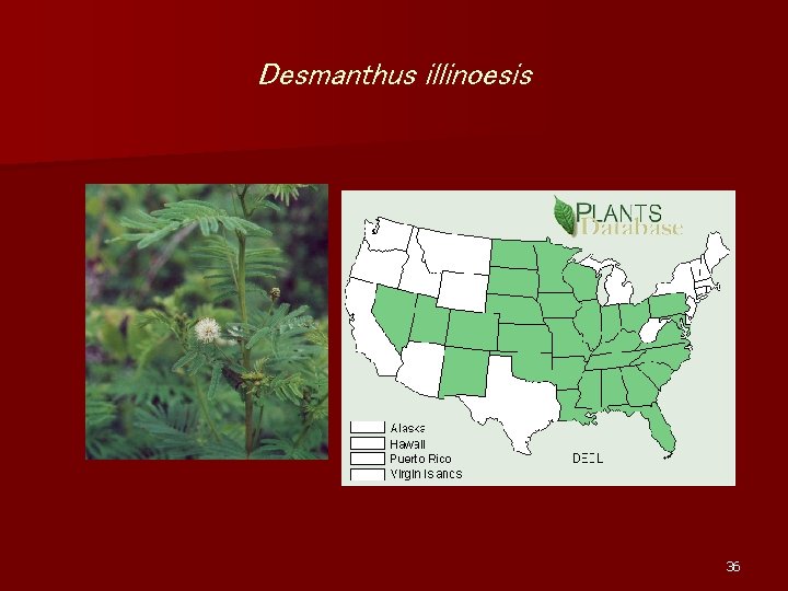 Desmanthus illinoesis 36 