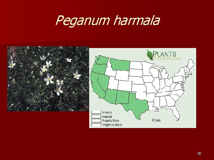 Peganum harmala 38 