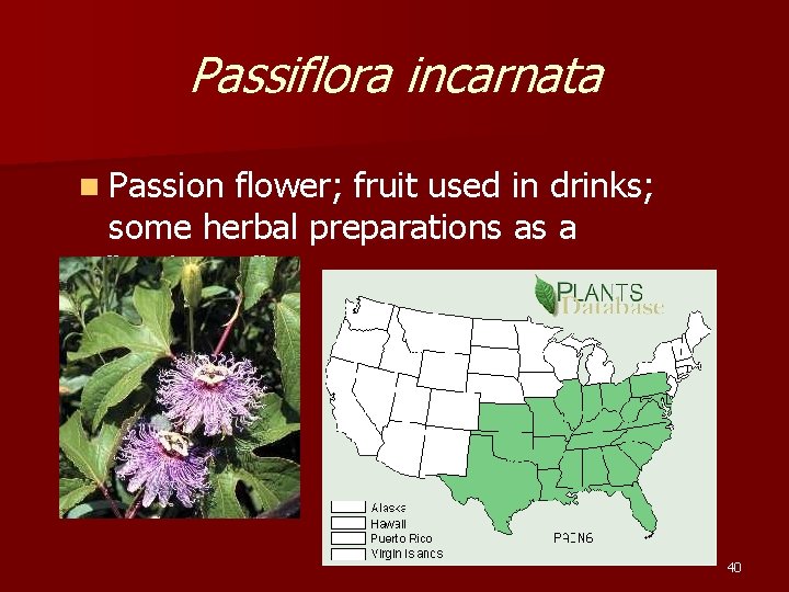 Passiflora incarnata n Passion flower; fruit used in drinks; some herbal preparations as a