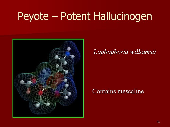 Peyote – Potent Hallucinogen Lophophoria williamsii Contains mescaline 41 