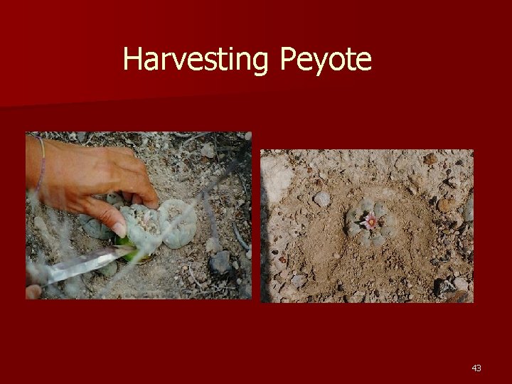 Harvesting Peyote 43 