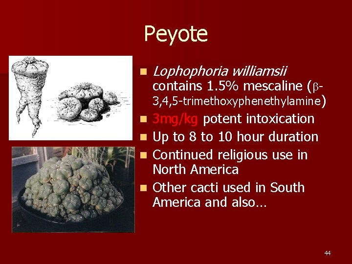 Peyote n n n Lophophoria williamsii contains 1. 5% mescaline (b 3, 4, 5