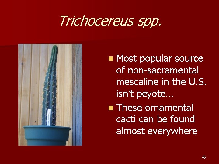 Trichocereus spp. n Most popular source of non-sacramental mescaline in the U. S. isn’t