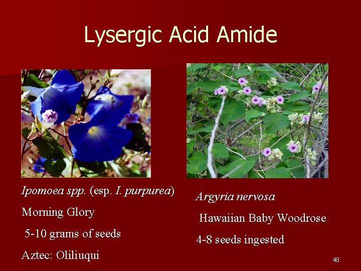 Lysergic Acid Amide Ipomoea spp. (esp. I. purpurea) Argyria nervosa Morning Glory Hawaiian Baby