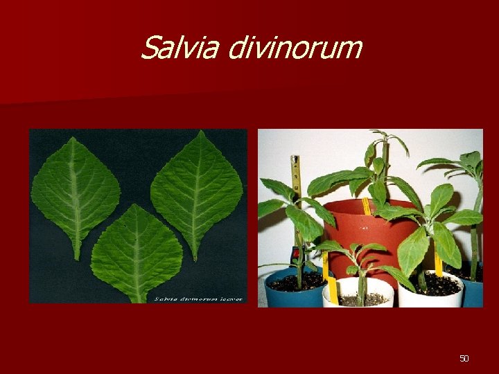 Salvia divinorum 50 