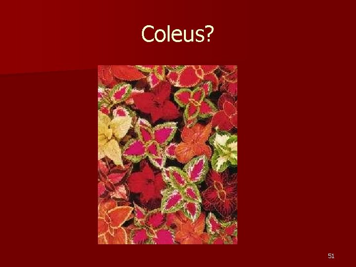Coleus? 51 