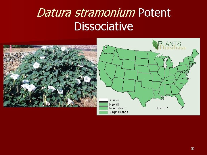 Datura stramonium Potent Dissociative 52 