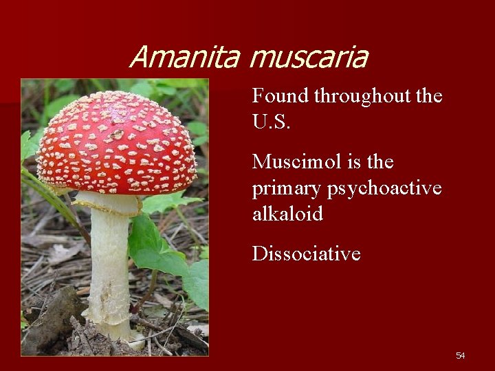 Amanita muscaria Found throughout the U. S. Muscimol is the primary psychoactive alkaloid Dissociative