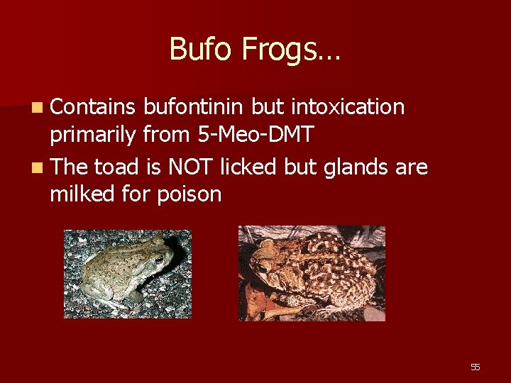 Bufo Frogs… n Contains bufontinin but intoxication primarily from 5 -Meo-DMT n The toad