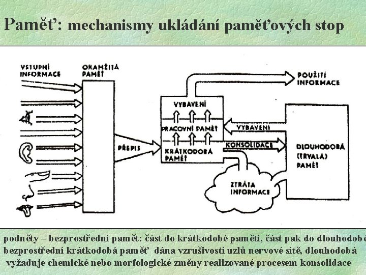 Paměť: mechanismy ukládání paměťových stop podněty – bezprostřední pamět: část do krátkodobé paměti, část