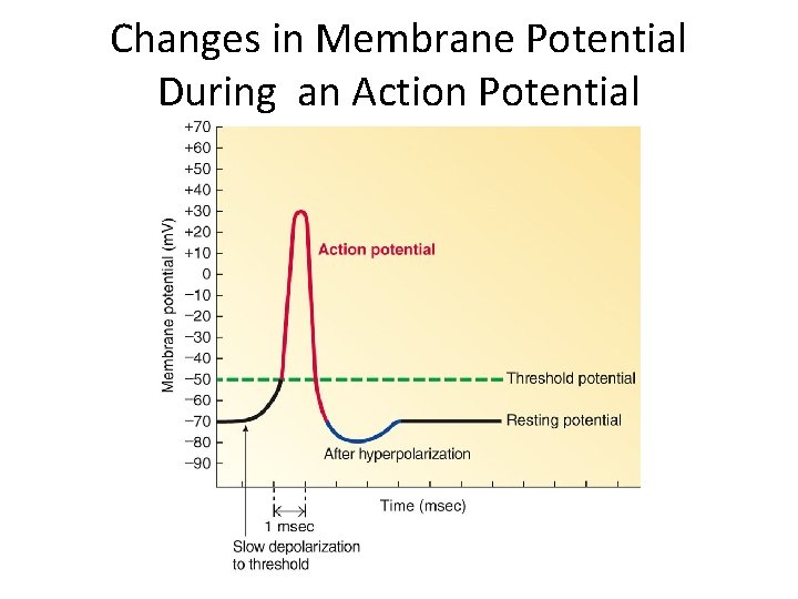 Changes in Membrane Potential During an Action Potential 