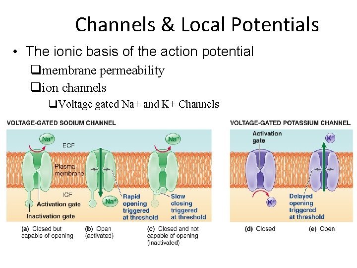 Channels & Local Potentials • The ionic basis of the action potential qmembrane permeability