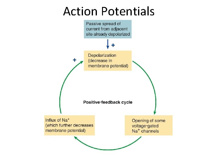 Action Potentials 