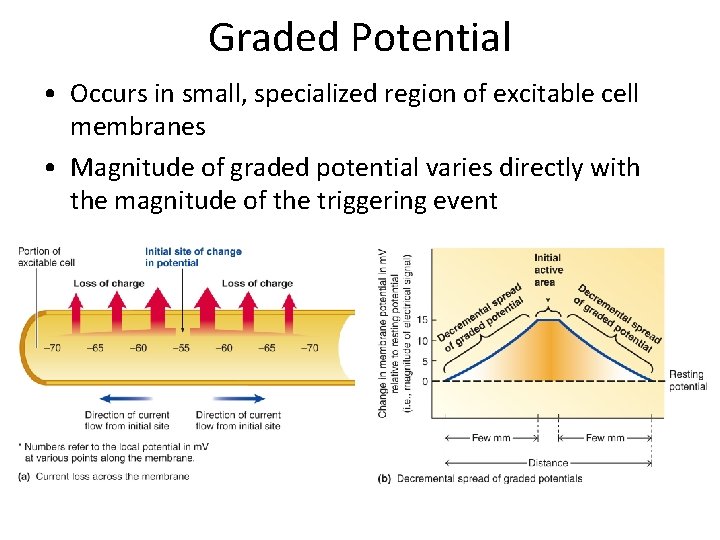 Graded Potential • Occurs in small, specialized region of excitable cell membranes • Magnitude