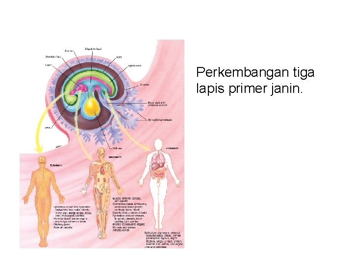  • Perkembangan tiga lapis primer janin. 
