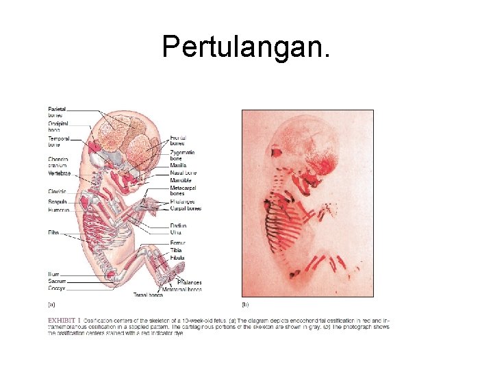 Pertulangan. 