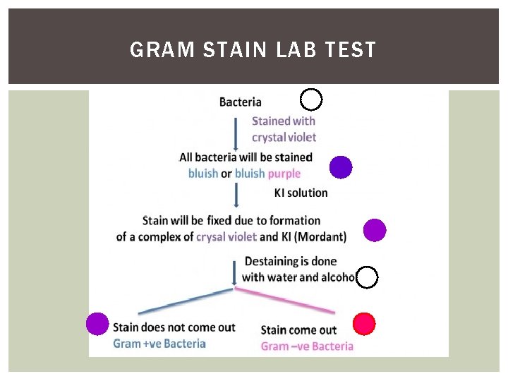 GRAM STAIN LAB TEST 