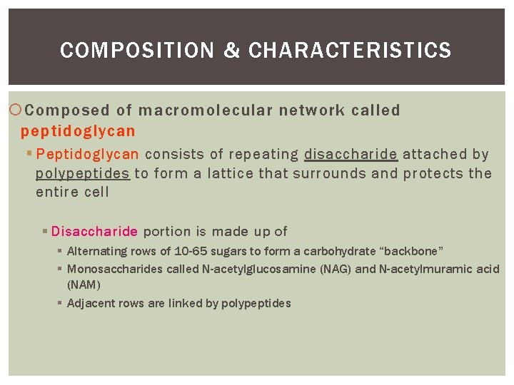 COMPOSITION & CHARACTERISTICS Composed of macromolecular network called peptidoglycan § Peptidoglycan consists of repeating