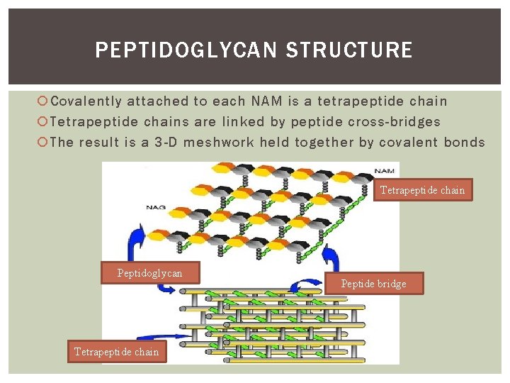 PEPTIDOGLYCAN STRUCTURE Covalently attached to each NAM is a tetrapeptide chain Tetrapeptide chains are