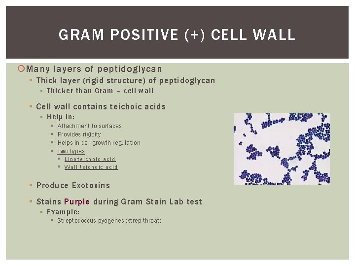 GRAM POSITIVE (+) CELL WALL Many layers of peptidoglycan § Thick layer (rigid structure)