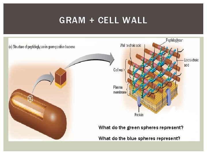 GRAM + CELL WALL What do the green spheres represent? What do the blue