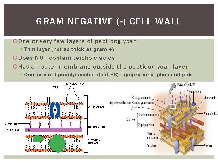 GRAM NEGATIVE (-) CELL WALL One or very few layers of peptidoglycan § Thin