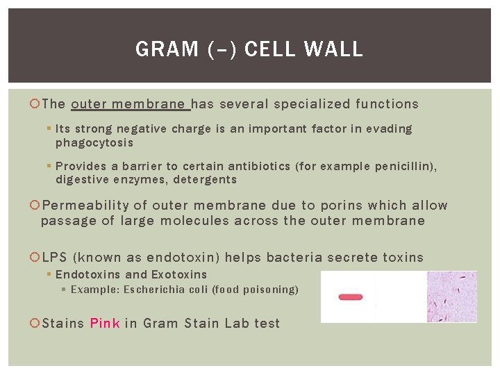 GRAM (–) CELL WALL The outer membrane has several specialized functions § Its strong