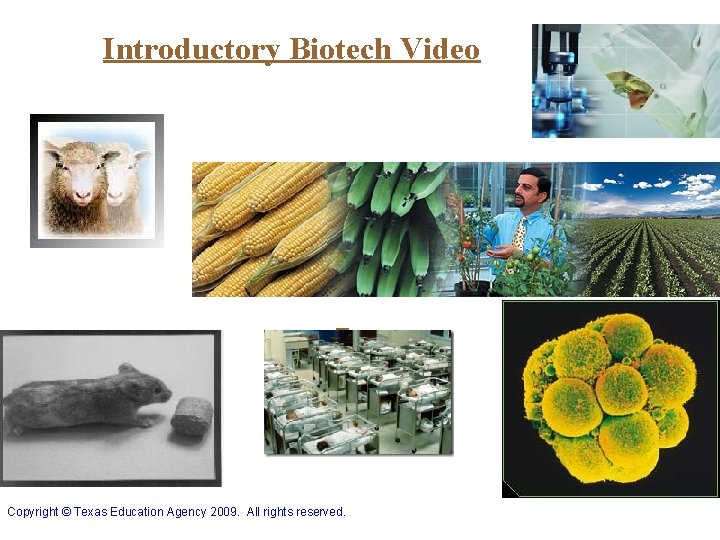 Introductory Biotech Video Copyright © Texas Education Agency 2009. All rights reserved. Introductory Biotech Video Copyright © Texas Education Agency 2009. All rights reserved.