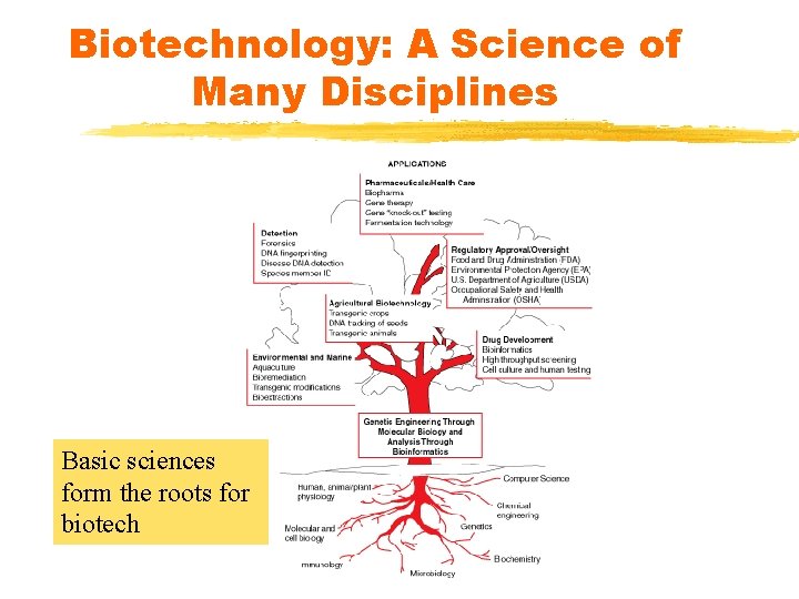 Biotechnology: A Science of Many Disciplines Basic sciences form the roots for biotech Biotechnology: A Science of Many Disciplines Basic sciences form the roots for biotech