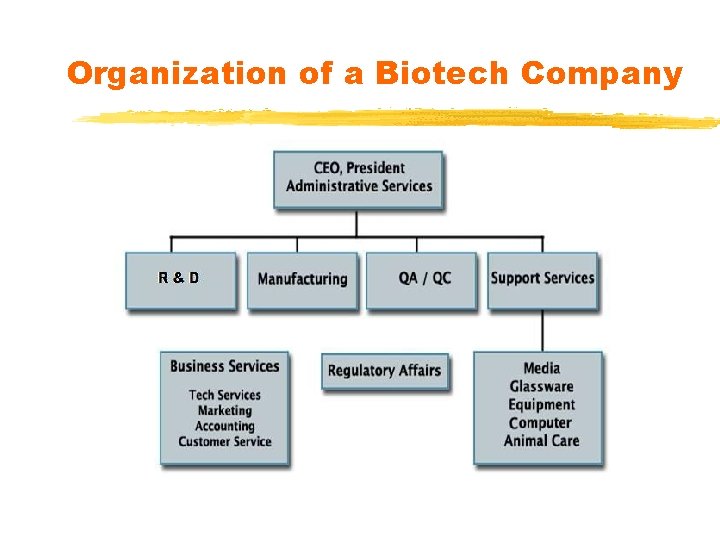 Organization of a Biotech Company Organization of a Biotech Company