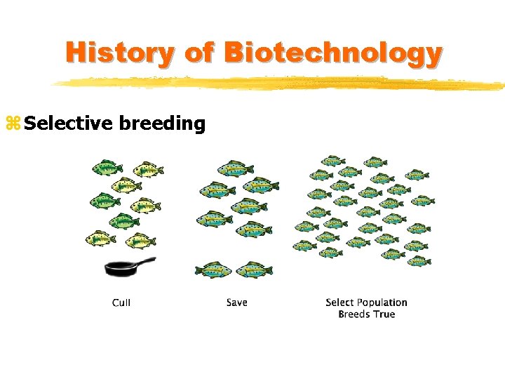 History of Biotechnology z Selective breeding History of Biotechnology z Selective breeding