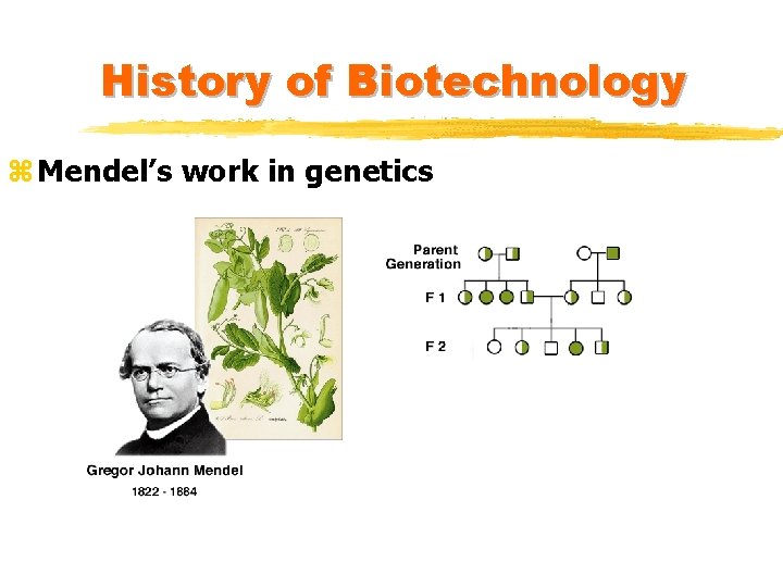 History of Biotechnology z Mendel’s work in genetics History of Biotechnology z Mendel’s work in genetics