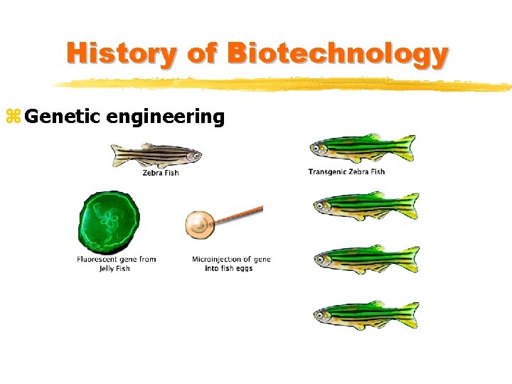 History of Biotechnology z Genetic engineering History of Biotechnology z Genetic engineering
