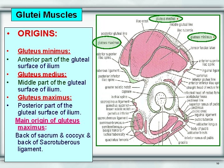 Glutei Muscles • ORIGINS: • • • Gluteus minimus: Anterior part of the gluteal