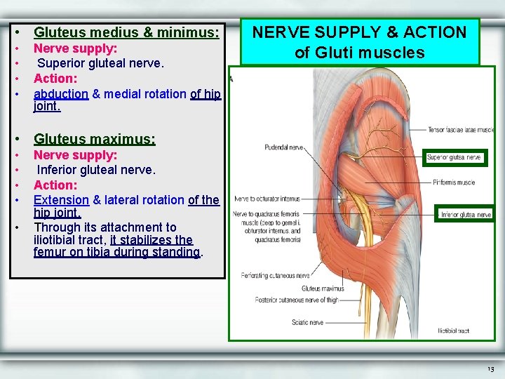  • Gluteus medius & minimus: • • Nerve supply: Superior gluteal nerve. Action: