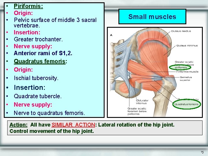  • Piriformis: • Origin: • Pelvic surface of middle 3 sacral vertebrae. •