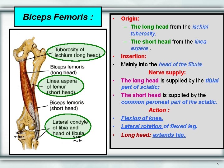 Biceps Femoris : • • • Origin: – The long head from the ischial