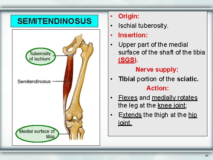 SEMITENDINOSUS • • Origin: Ischial tuberosity. Insertion: Upper part of the medial surface of