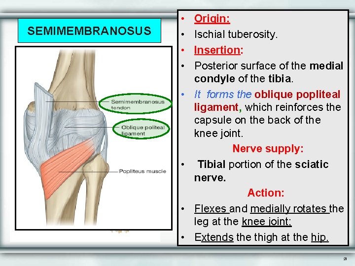 SEMIMEMBRANOSUS • • Origin: Ischial tuberosity. Insertion: Posterior surface of the medial condyle of