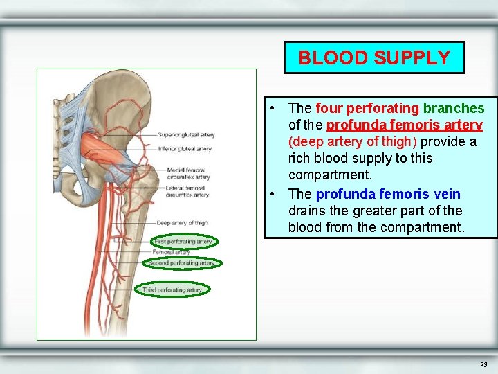 BLOOD SUPPLY • The four perforating branches of the profunda femoris artery (deep artery