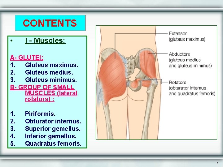 CONTENTS • I - Muscles: A- GLUTEI: 1. Gluteus maximus. 2. Gluteus medius. 3.