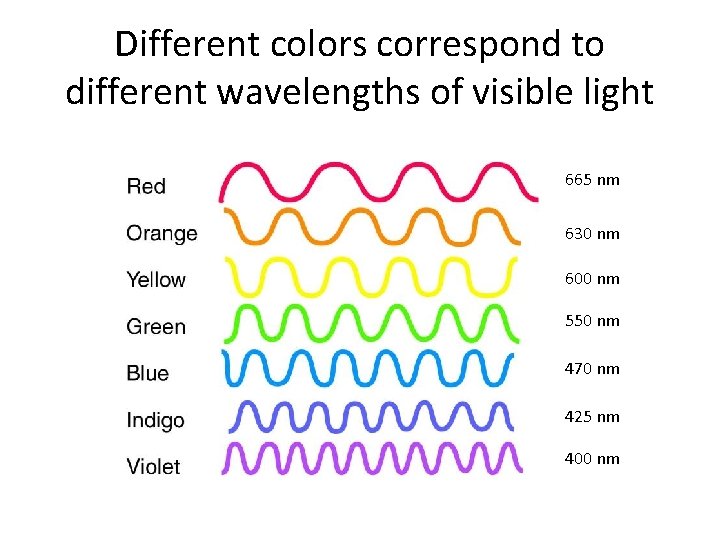 Different colors correspond to different wavelengths of visible light 665 nm 630 nm 600 Different colors correspond to different wavelengths of visible light 665 nm 630 nm 600