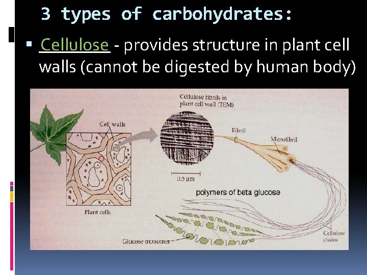 3 types of carbohydrates: ____ Cellulose - provides structure in plant cell walls (cannot
