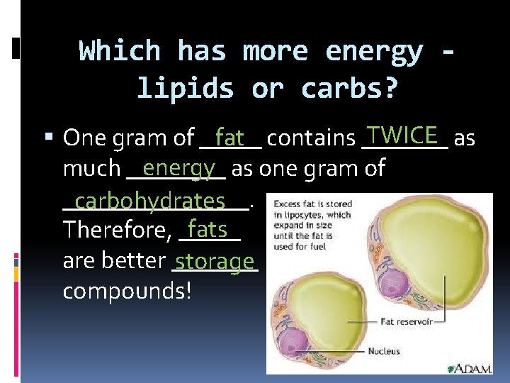 Is A Carbohydrate Or Lipid A Better Source Of Energy Carbon Compounds BIOCHEMISTRY I Role of Carbon in